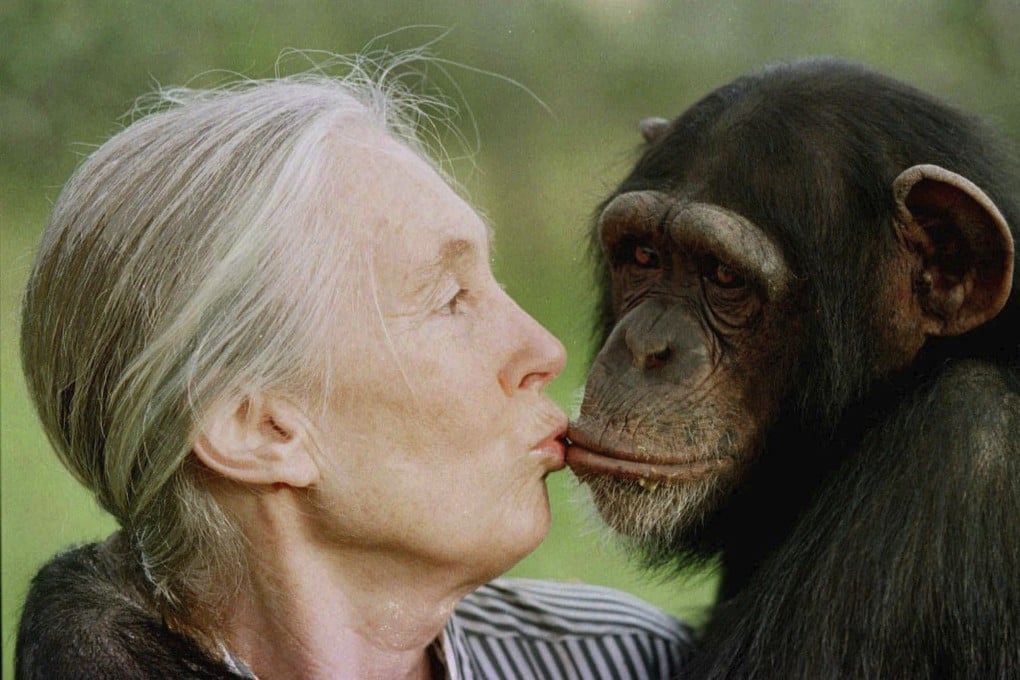 Jane Goodall kisses Tess, a female chimpanzee, at the Sweetwaters Chimpanzee Sanctuary near Nanyuki, north of Nairobi, in 1997. File photo: AP