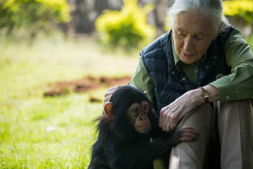 British primatologist Jane Goodall visits a chimp rescue centre in Entebbe, Uganda, on June 9, 2018. Goodall, who studied chimpanzees and became a renowned wildlife crusader, has died aged 91, her institute said on October 1. Photo: AFP