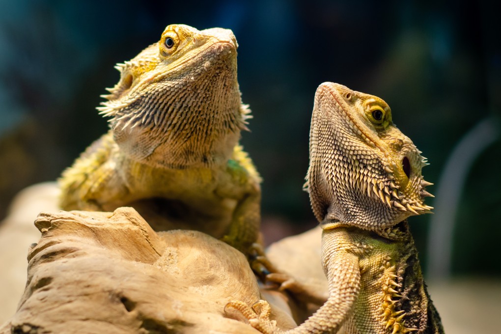 Becoming a male central bearded dragon is a challenging process, according to a researcher looking into sex determination mechanisms. Photo: Shutterstock