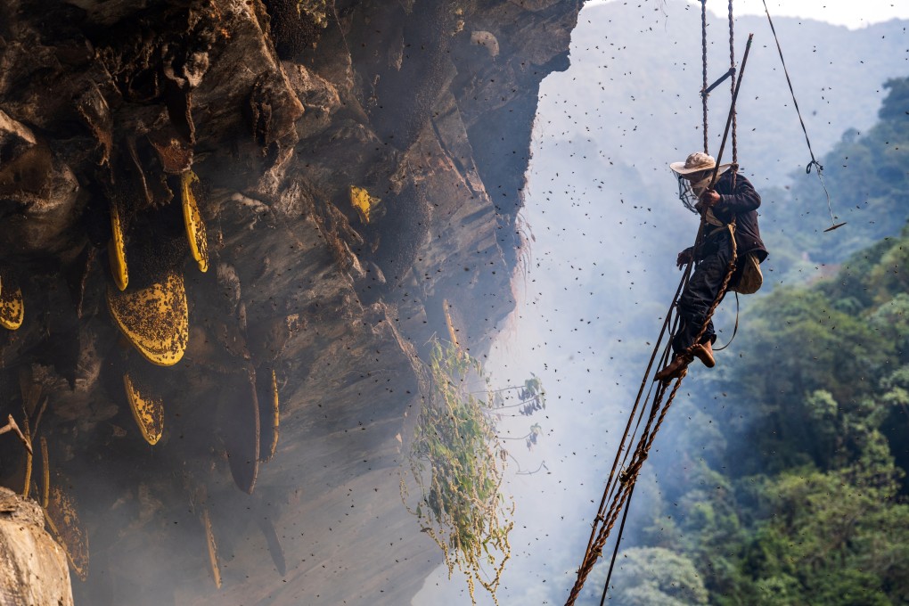 A man collects mad honey in Nepal. Photo: Shutterstock