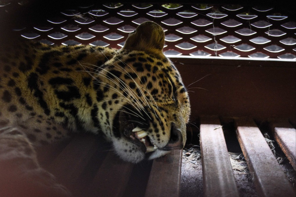 A tranquilised Javan leopard lies inside a cage at a hotel in Bandung, West Java, on Monday. Photo: AFP