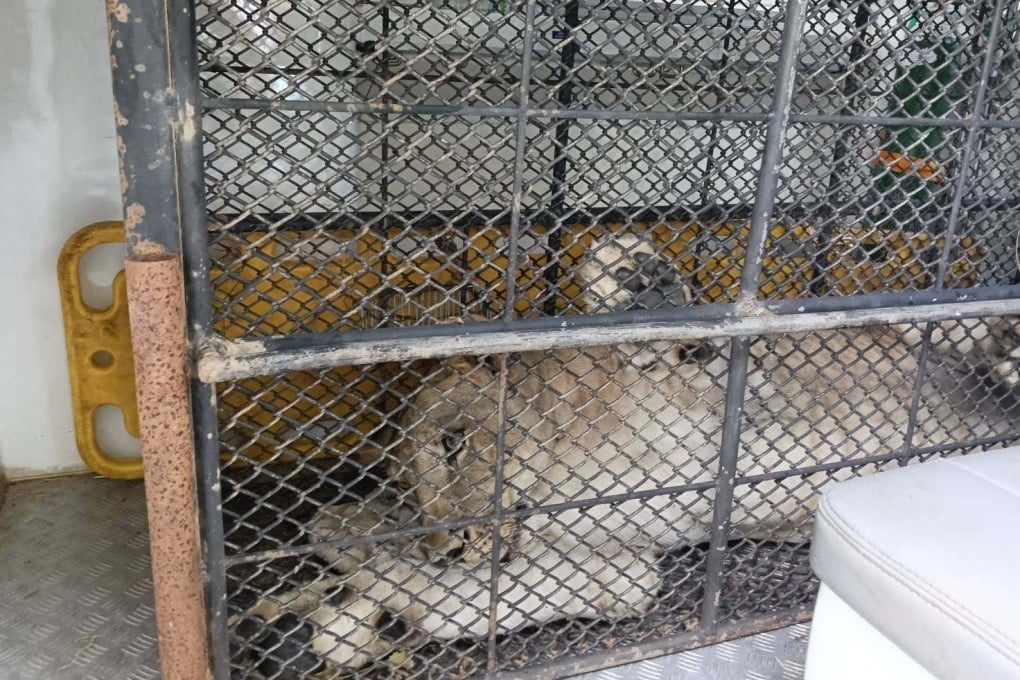 A lion that attacked two people in the Thai city of Kanchanaburi has been sent to a wildlife care centre in Suphan Buri province. Photo: Facebook/DNP1362