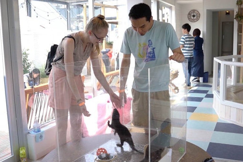 Otter and chinchilla cafe in Tokyo. Photo: Youtube