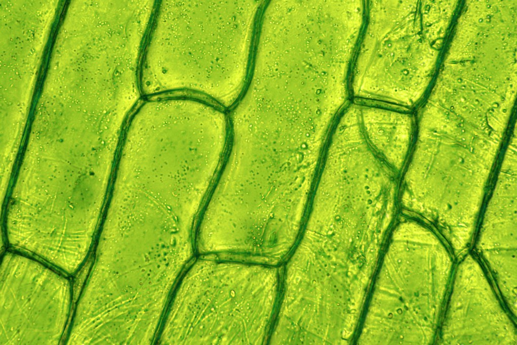 Penemuan Dua Saklar Genetik Bisa Ubah Sel Tanaman Jadi Embrio Baru
