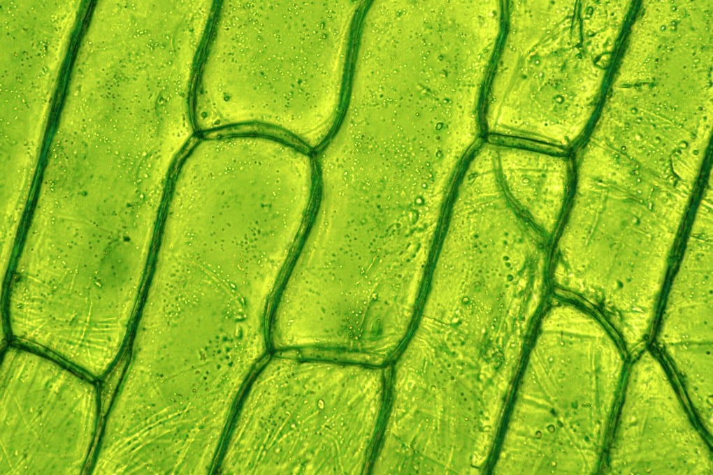 Penemuan Dua Saklar Genetik Bisa Ubah Sel Tanaman Jadi Embrio Baru