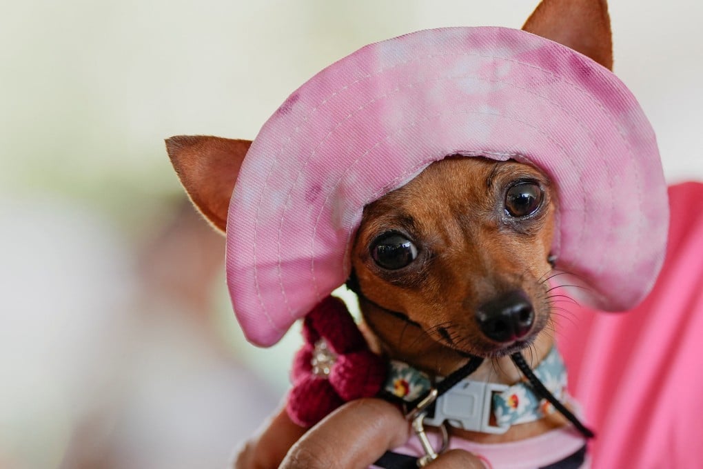 If your family pet is dying, help your children come to terms with it by using clear language, allowing them to grieve and leaving room for closure. Photo: Reuters