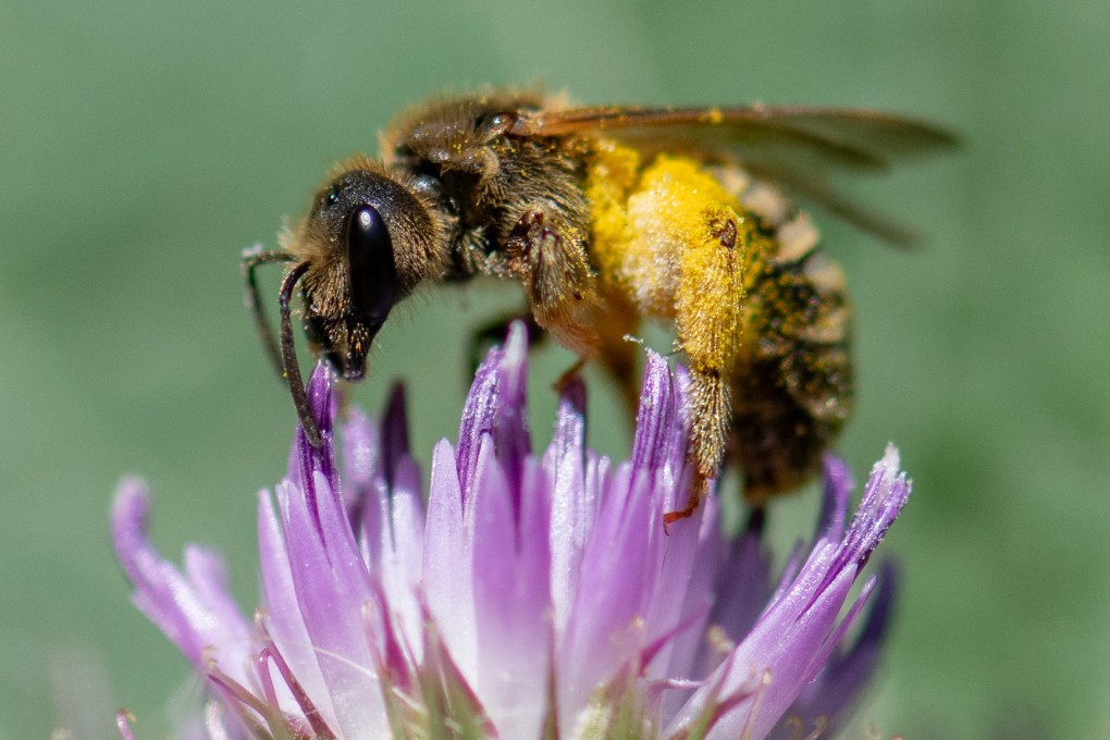 A wild bee on a flower at a park in Paris. Habitat loss and climate change have driven many vital bee species to the brink of extinction, the International Union for Conservation of Nature says. Photo: AFP
