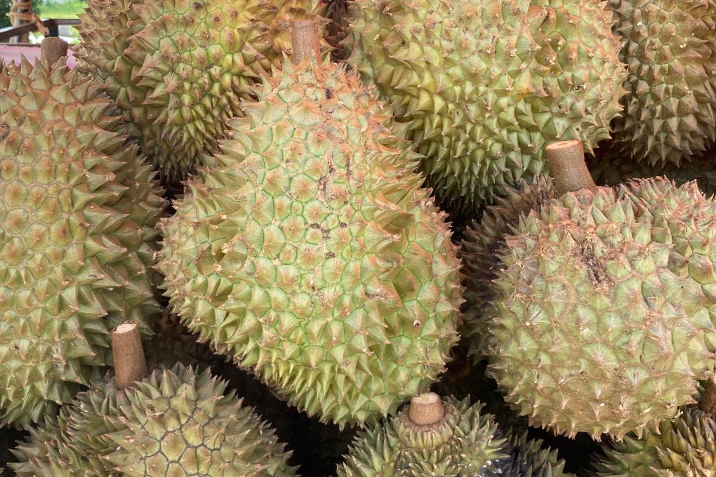 Indonesia seeks to get a cut of the action by exporting durians to China, but it must meet strict sanitary and storage conditions to ensure the ‘king of fruit’ arrives in perfect condition. Photo: DPA