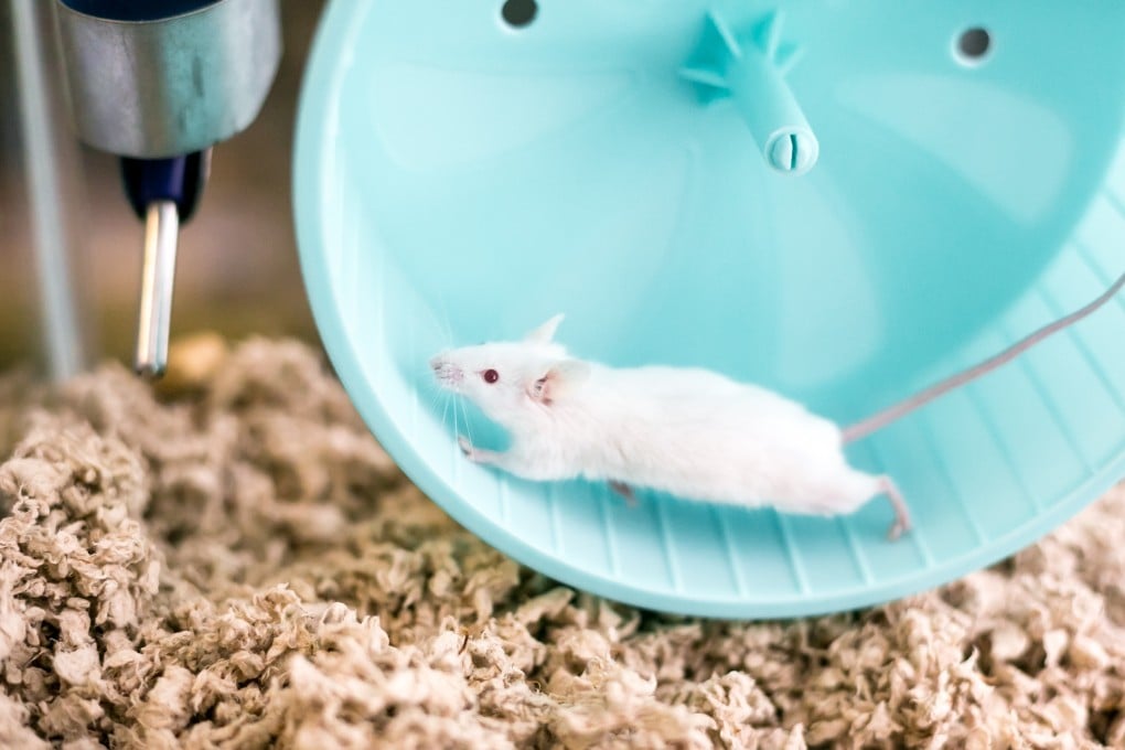 Studies in mice have found that they can pass on the benefits of exercise to subsequent generations. Photo: Getty Images