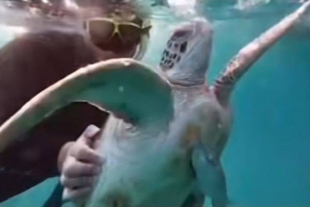 A still from undated footage shared by the Tropical Research and Conservation Centre Borneo on Friday shows a group of divers manhandling a turtle in Malaysia. Photo: Facebook/tracc.borneo