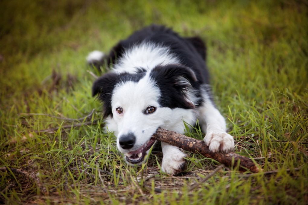 Some dogs exhibit behaviours that are very similar to those seen in human addicts, according to a recent study. Photo: Getty Images