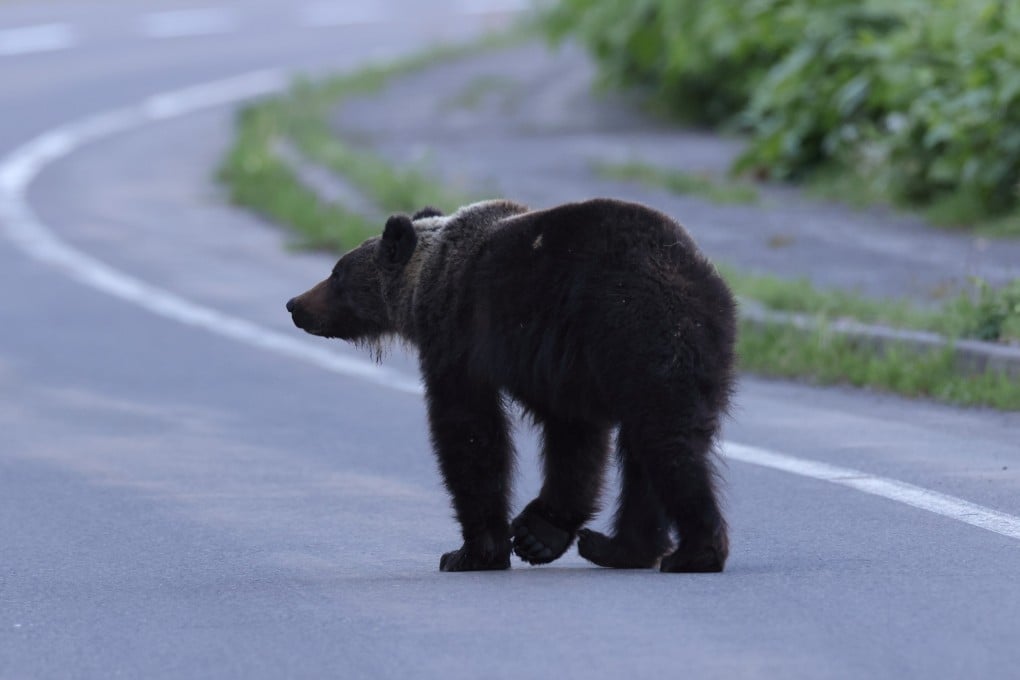 A brown bear walks in the Shiretoko National Park in Hokkaido. Photo: Shutterstock