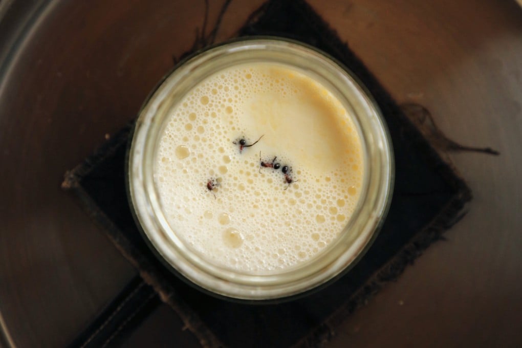 A traditional European yogurt-making recipe using live wood ants was tested and found to work, but experts advise against trying it yourself at home. Photo: David Zilber/dpa