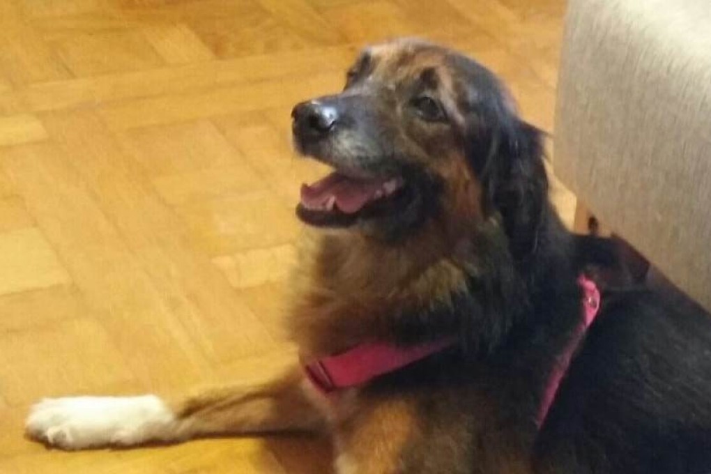 Mona escaped while being taken to the plane and was never seen again. Photo: Facebook/buscandoamona