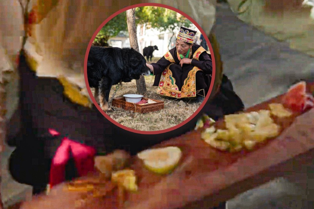 During the Tibetan Gongbu New Year, a unique dog feast takes place in which the dog’s food choices hold divinatory significance. Photo: Combo/Douyin/Xinhua
