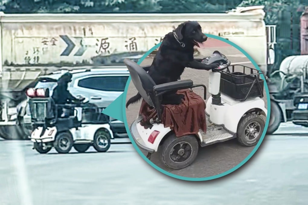 A video of a dog driving a mobility scooter has gone viral in China, attracting the attention of traffic police. Photo: Douyin