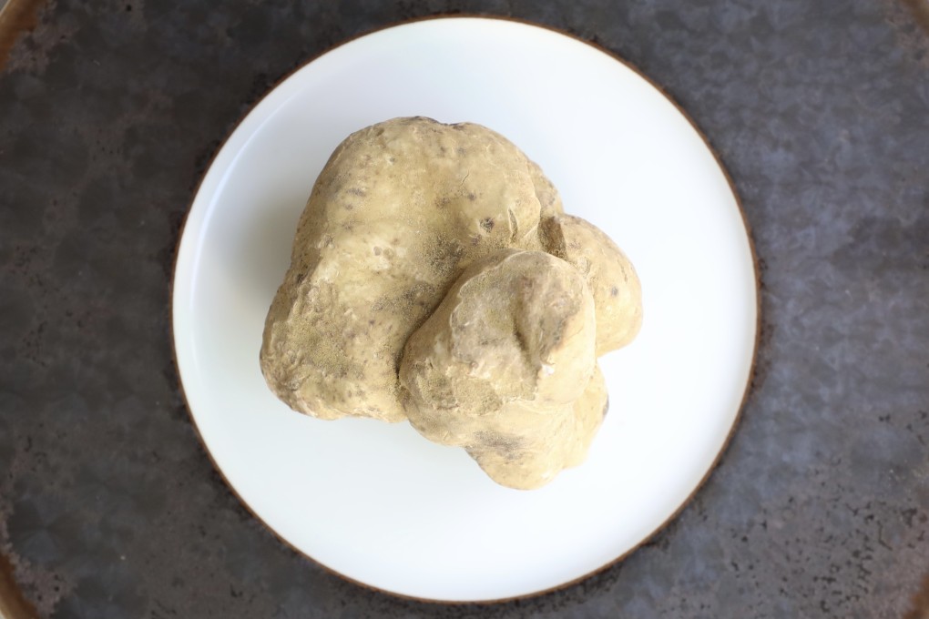 A white truffle. The prized fungus harvested in Italy and parts of France is found at high-end restaurants when it is in season, typically towards the end of the year. Photo: Xiaomei Chen
