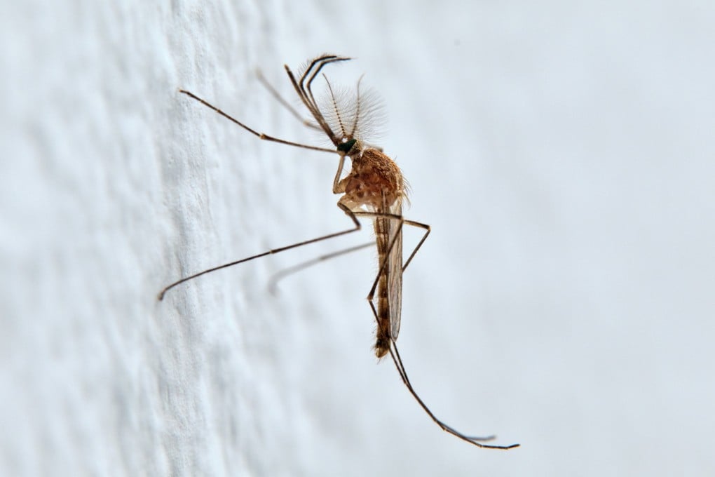 A Culiseta annulata mosquito, like the type found in Iceland for the first time. Photo: Shutterstock