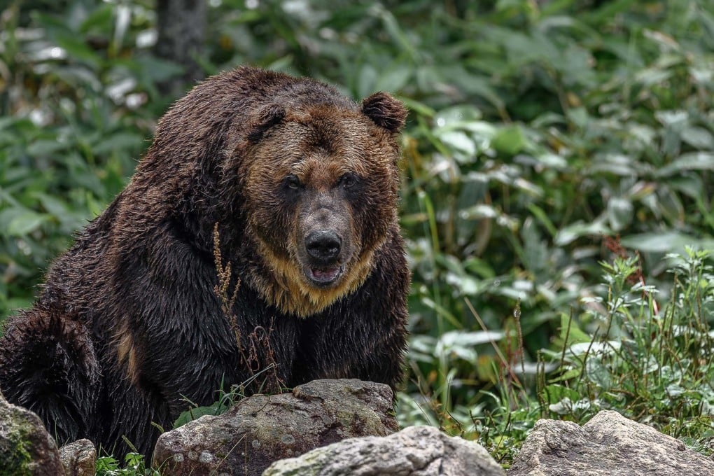 Bear have killed nine people in Japan so far this year, surpassing all previous records. Photo: Shutterstock