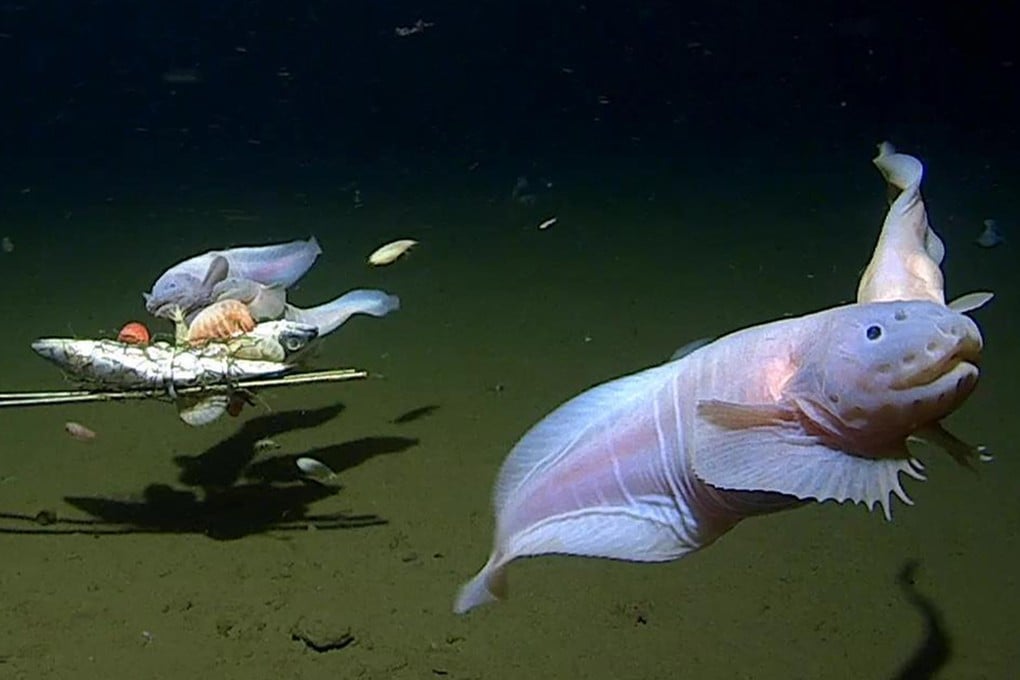 Hewan Laut Dalam di Ring of Fire Jepang Tunjukkan Adaptasi dan Pertumbuhan Cepat