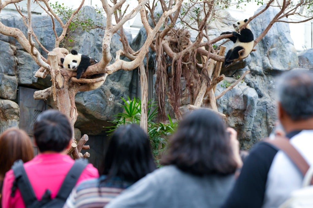 Visitors look at giant pandas Jia Jia (left) and De De at Ocean Park on October 22. Photo: Sam Tsang