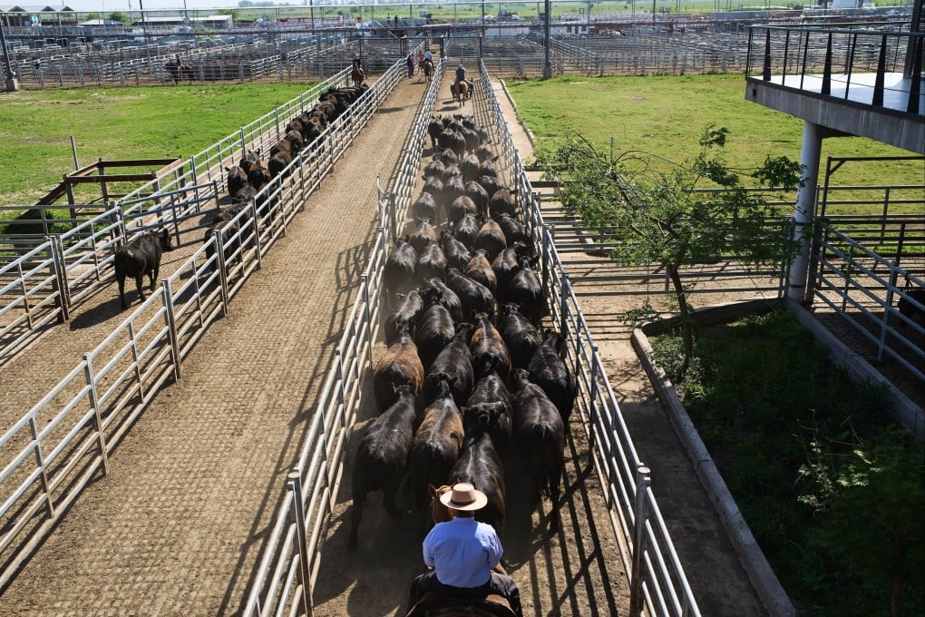 Handlers move cattle at the livestock market in Canuelas, Argentina’s main cattle trading hub, on Tuesday. Photo: AP