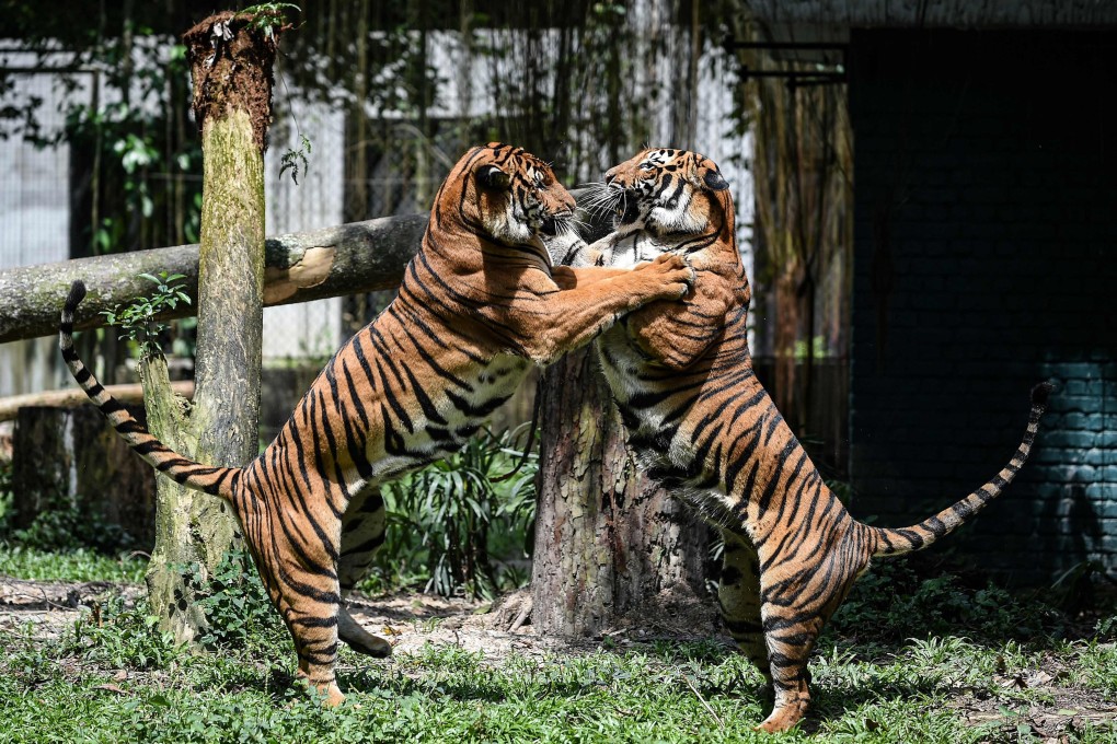 Two Malayan tigers fight at the National Zoo in Kuala Lumpur on November 21, 2017. Photo: AFP