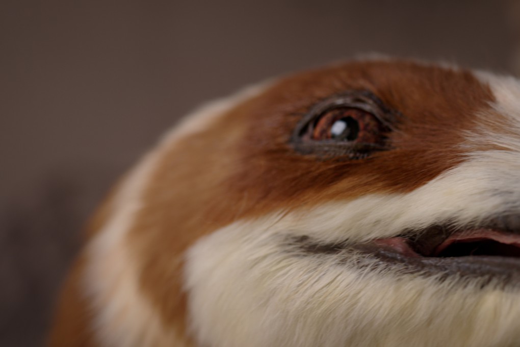 Dobot Ciptakan Robot Dinosaurus Interaktif untuk Edukasi dan Pariwisata