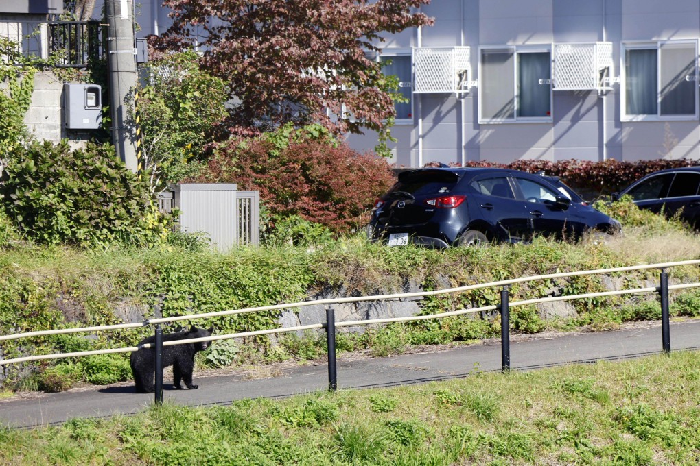 A bear heads to a residential area from a riverbank in the city centre of Morioka in Iwate prefecture, northeastern Japan, on October 23. Photo: Kyodo