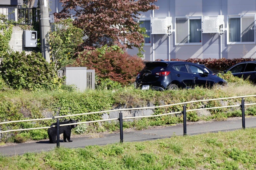 A bear heads to a residential area from a riverbank in the city centre of Morioka in Iwate prefecture, northeastern Japan, on October 23. Photo: Kyodo