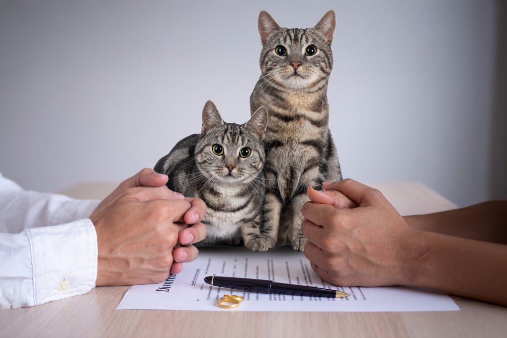 A Turkish man has agreed to pay his ex-wife “cat support” of US$240 every three months as part of their divorce agreement. Photo: Shutterstock
