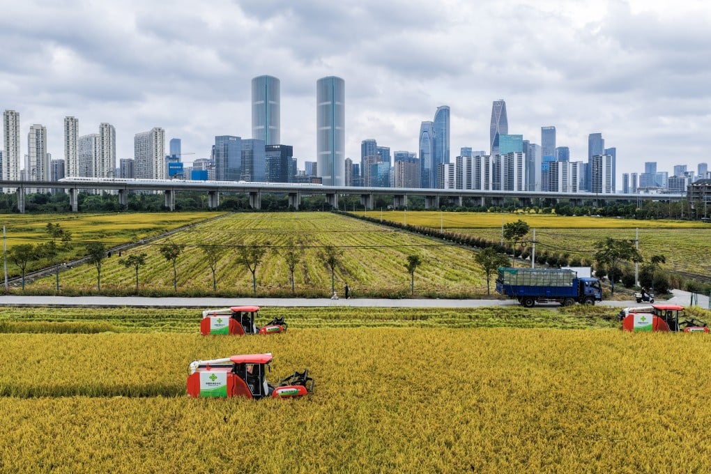 Rice is harvested in a paddy field as a high-speed train zooms past in the background, in Hangzhou in east China’s Zhejiang Province on October 21. Photo: Xinhua