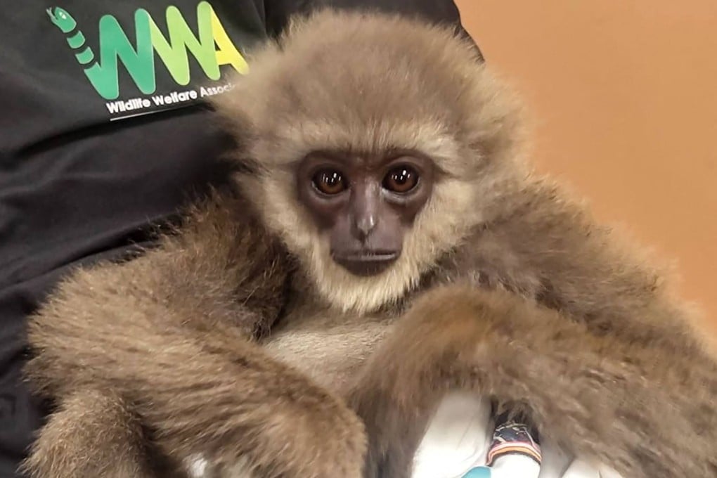 A silvery gibbon that was seized at Mumbai International Airport from the checked bag of a passenger travelling from Malaysia via Thailand. Photo: Customs Mumbai International Airport/AFP