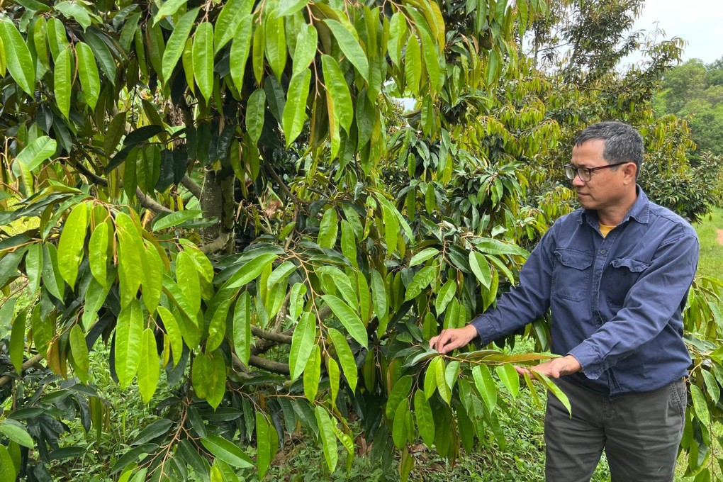 Huynh Kuan Thu inspects a durian tree on his 12-hectare farm near Bao Loc, Vietnam, on October 11. Photo: Ralph Jennings