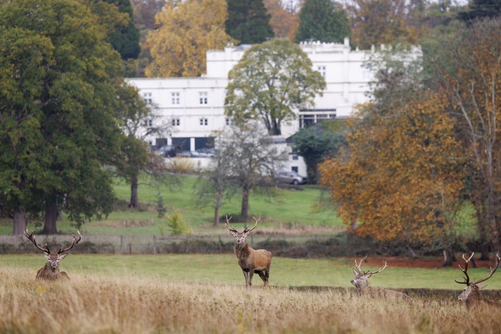 Deer rest near the Royal Lodge, the official country residence of Britain’s Prince Andrew and his family, in Windsor, Britain, on Wednesday. Photo: EPA