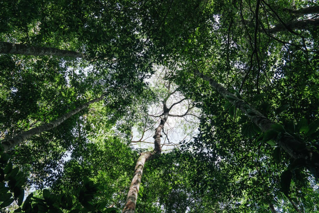 Tropical rainforest vegetation in the state of Amazonas, Brazil. Photo: Xinhua