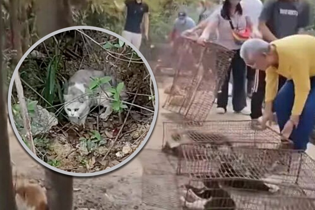 A Chinese netizen has triggered public outrage after posting a video showing more than 1,000 cats being released near a reservoir area as part of a “life release” ritual. Photo: QQ.com/RedNote