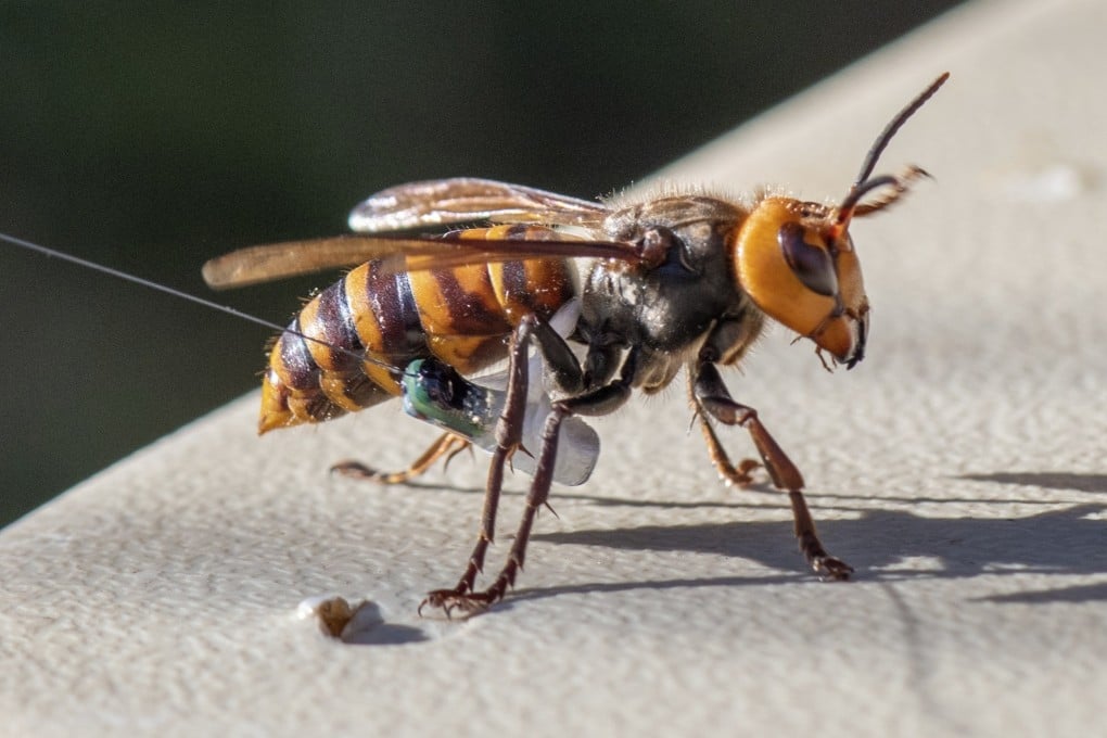 An Asian giant hornet wearing a tracking device is shown in October 2020 near Blaine, Washington. Photo: Washington Deptartmet of Agriculture via AP