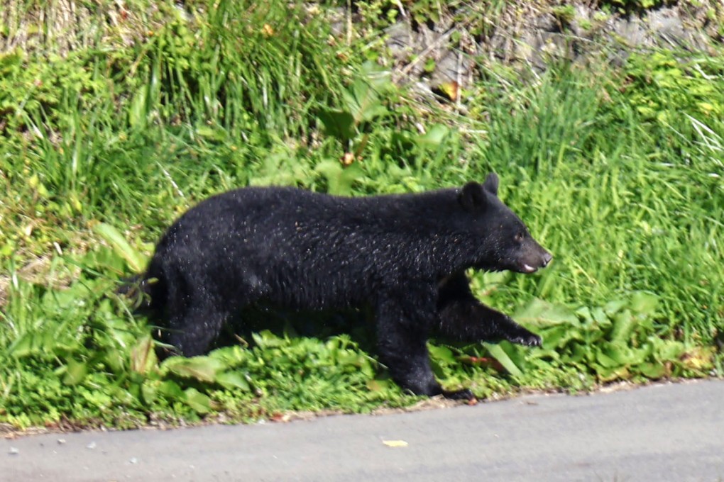 A bear is pictured on a riverbank in Morioka, Japan’s Iwate prefecture. Photo: Kyodo