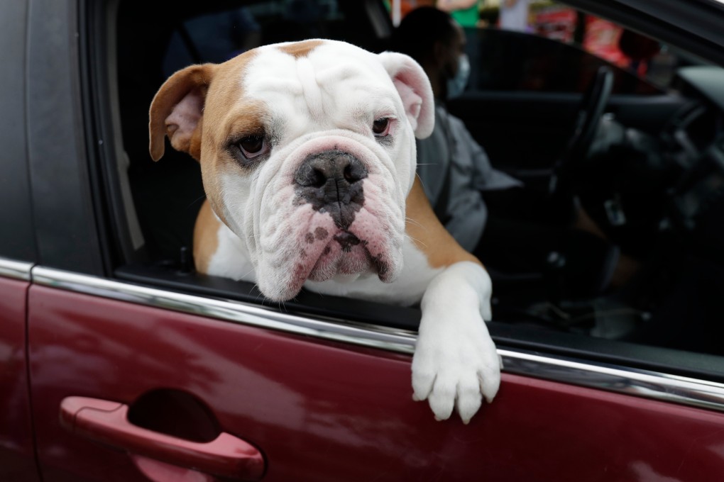 A dog looks out of a car window. The pollution created from the meat that dogs and cats consume in the US is equivalent to the pollution created from driving 13.6 million cars for a year, according to one study. Photo: AP