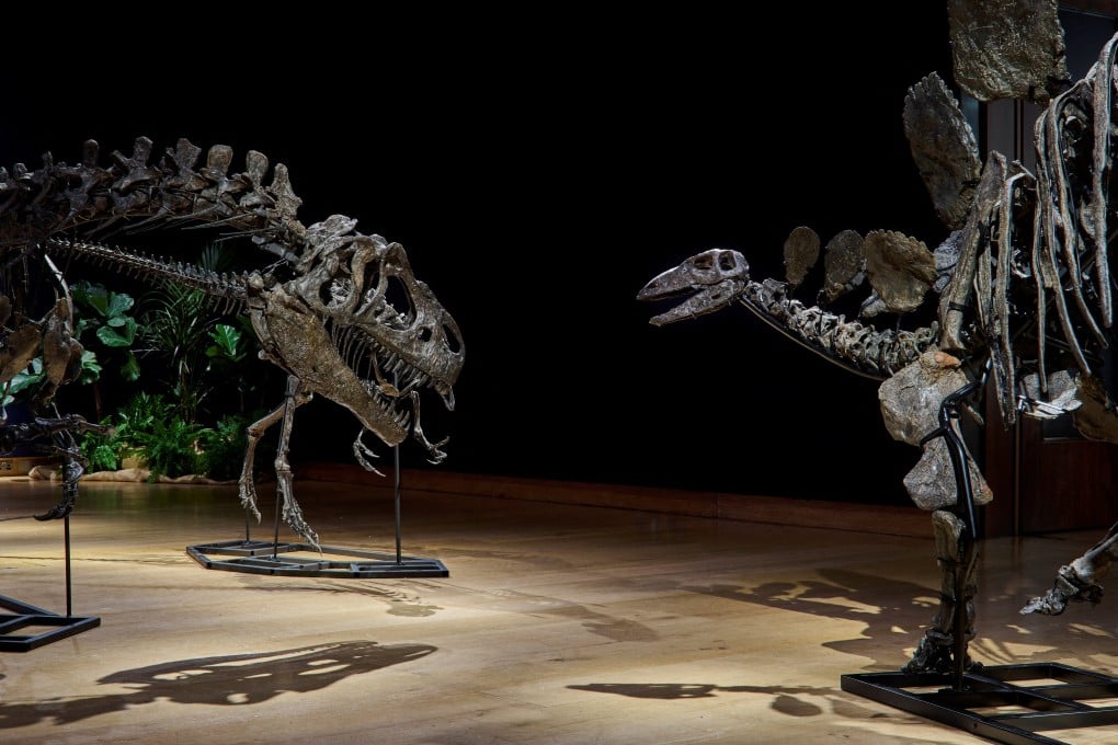Dinosaur fossils are displayed at auction house Christie’s in London, Britain. Photo: Christie’s via Reuters