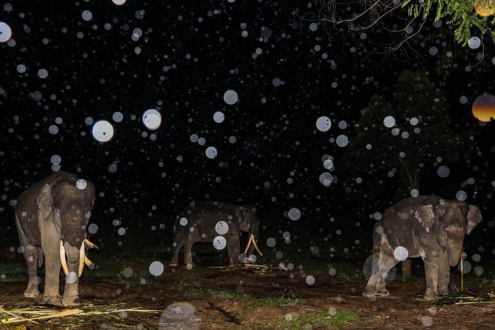 Elephants wander at night at the Bukit Barisan Selatan National Park in Sumatra, Indonesia. Photo: Garry Lotulung