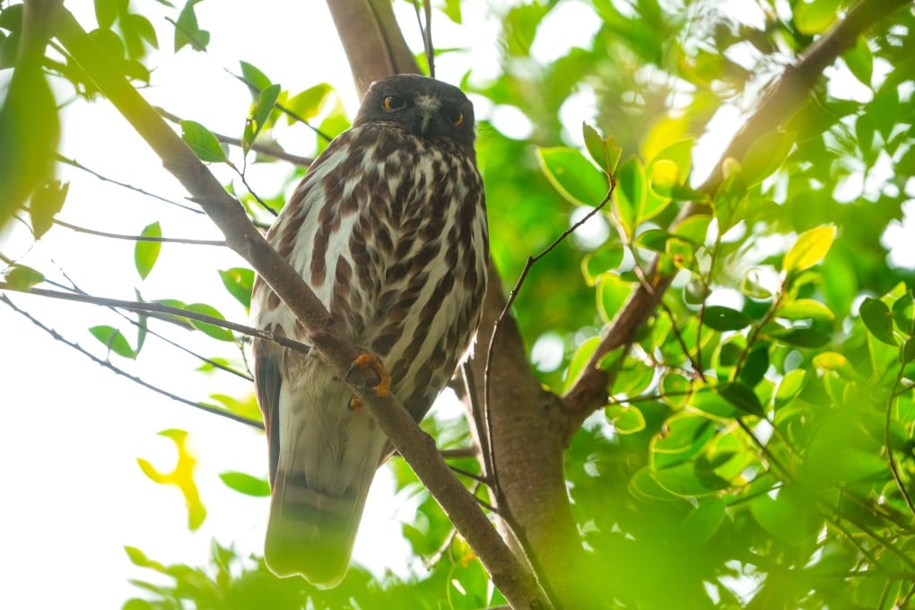The northern boobook stops in Hong Kong during spring and autumn. Photo: Sam Tsang