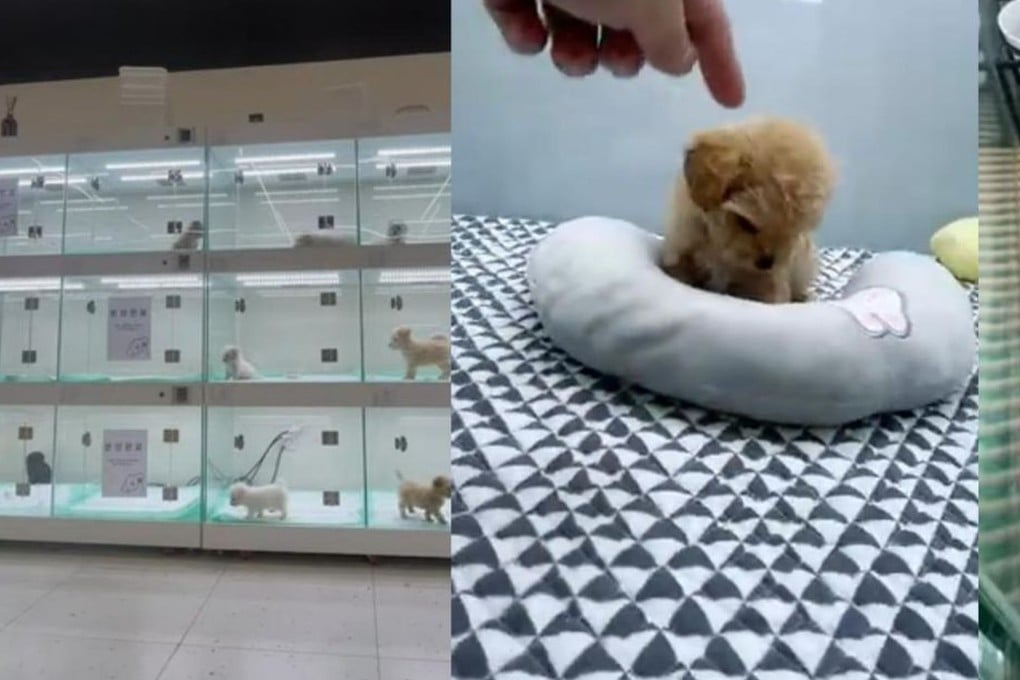 Livestreams of pet sales on YouTube. Photo: Youtube