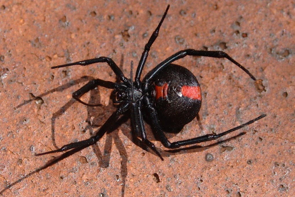 The redback spider can be found in all Japanese prefectures. Photo: Shutterstock