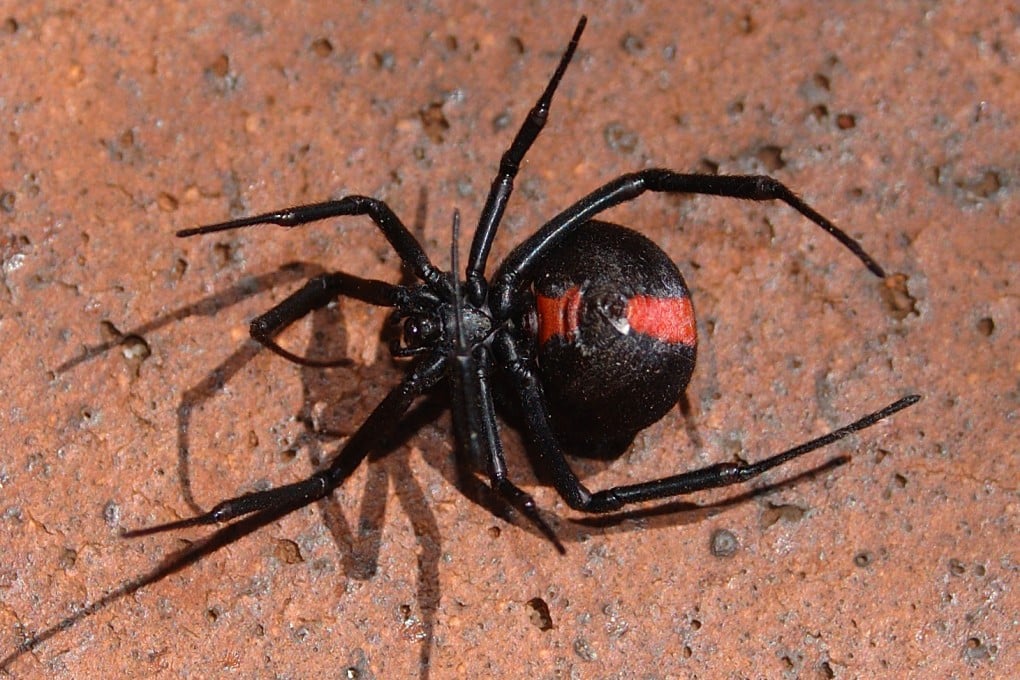 The redback spider can be found in all Japanese prefectures. Photo: Shutterstock