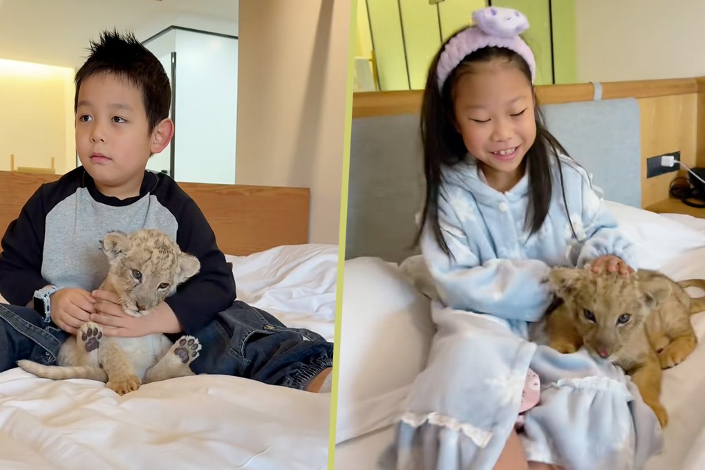 A hotel in Jiangsu offers a unique morning call service which features a lion cub, allowing guests to interact with the animal for seven minutes. Photo: SCMP composite/RedNote