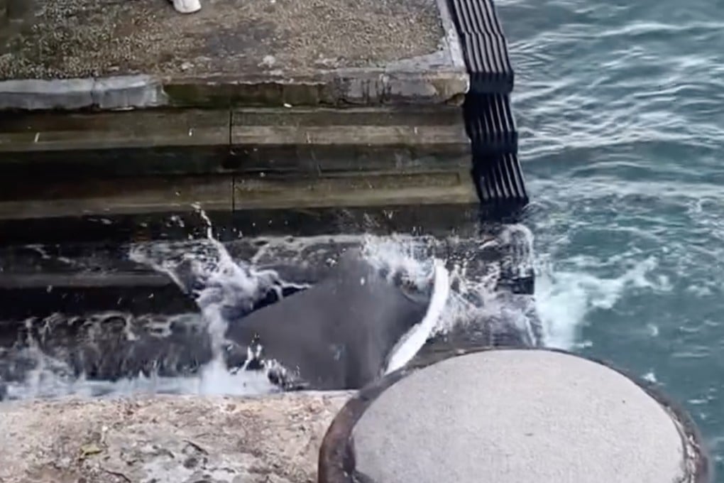 The stingray caught in Victoria Harbour earlier this week has been identified as an endangered species. Photo: Handout