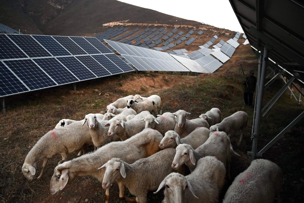 Sheep graze under solar panels on a hillside at Huangjiao village in Baoding in China’s Hebei province in 2021. Photo: AFP
