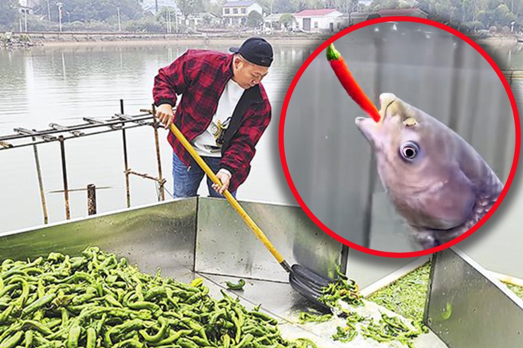 A fish pond owner in China has gained fame by feeding his fish more than 5,000kg of chilli peppers daily, claiming it makes them taste better. Photo: Sina/Douyin